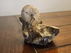 Rare Ammonite Hoploscaphites Cretaceous Period Extinct Marine Cephalopod Fossil
